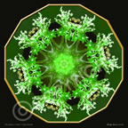 4th Chakra Baby's Breath Flower Mandala